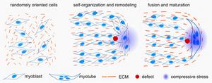 During muscle formation, mono-nucleated cells (myoblasts, blue) and their surrounding matrix (orange, ECM) are initially disordered (left).