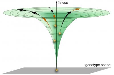 Shared Fitness despite Varied Underlying Genetics
