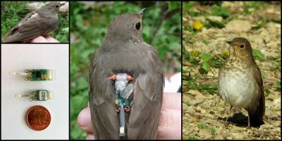 Captured Swainson's Thrush Wearing a Geolocator