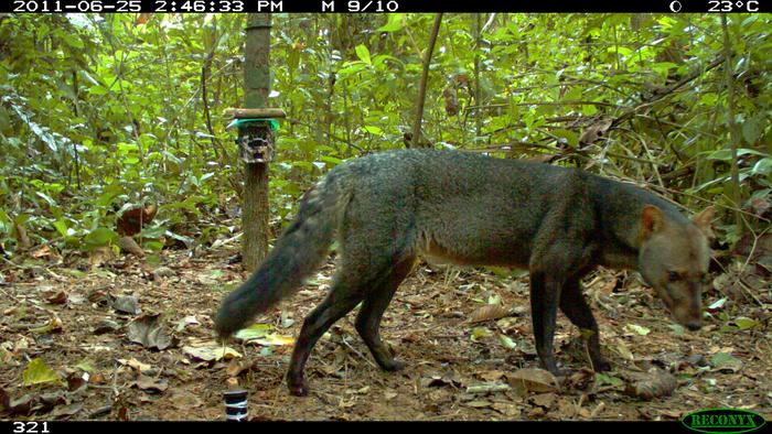 Photo of the short-eared dog caught on a camera trap from Bolivia.