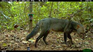 Photo of the short-eared dog caught on a camera trap from Bolivia.