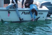 First-ever Glimpse into 3D Movements of Young White Sharks Using Satellite Technology