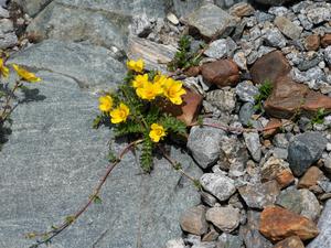 Fig. 3: Geum reptans (Creeping Avens): Creeping Avens (Geum reptans) is adapted to cold environments above the treeline and occurs primarily on scree slopes and other pioneer habitats.