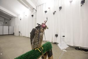 Bird Flight Research Advances Drone Technology and Wild Raptor Care