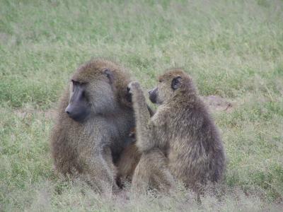 Baboons