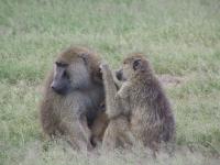 Baboons