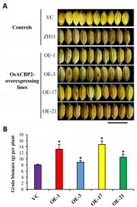 Protein Enhance Grain Size