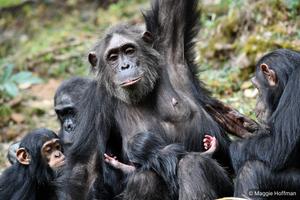 Chimpanze Mothers_2