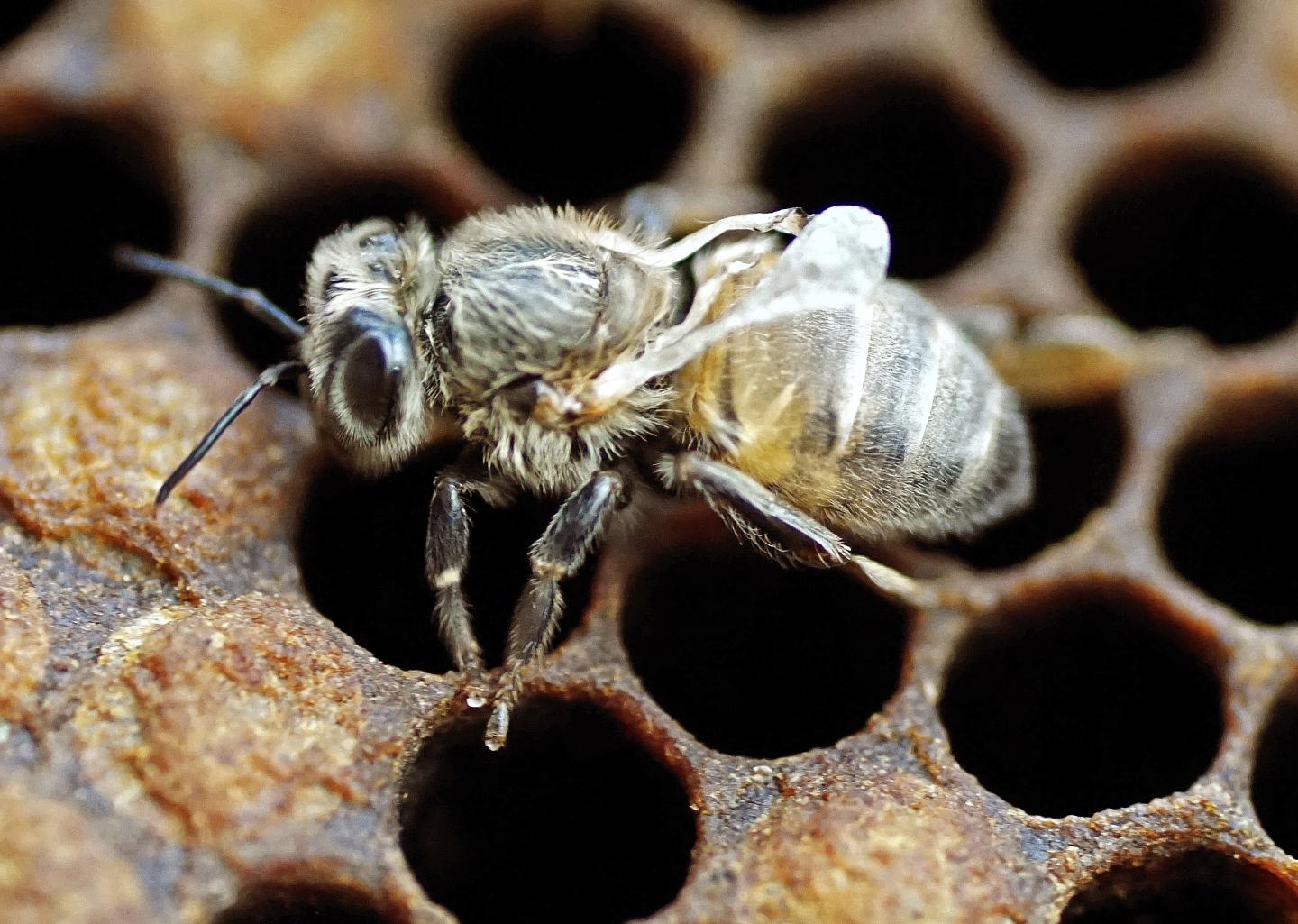 Mites Drive Deformed Wing Virus in Honeybees (7 of 8)