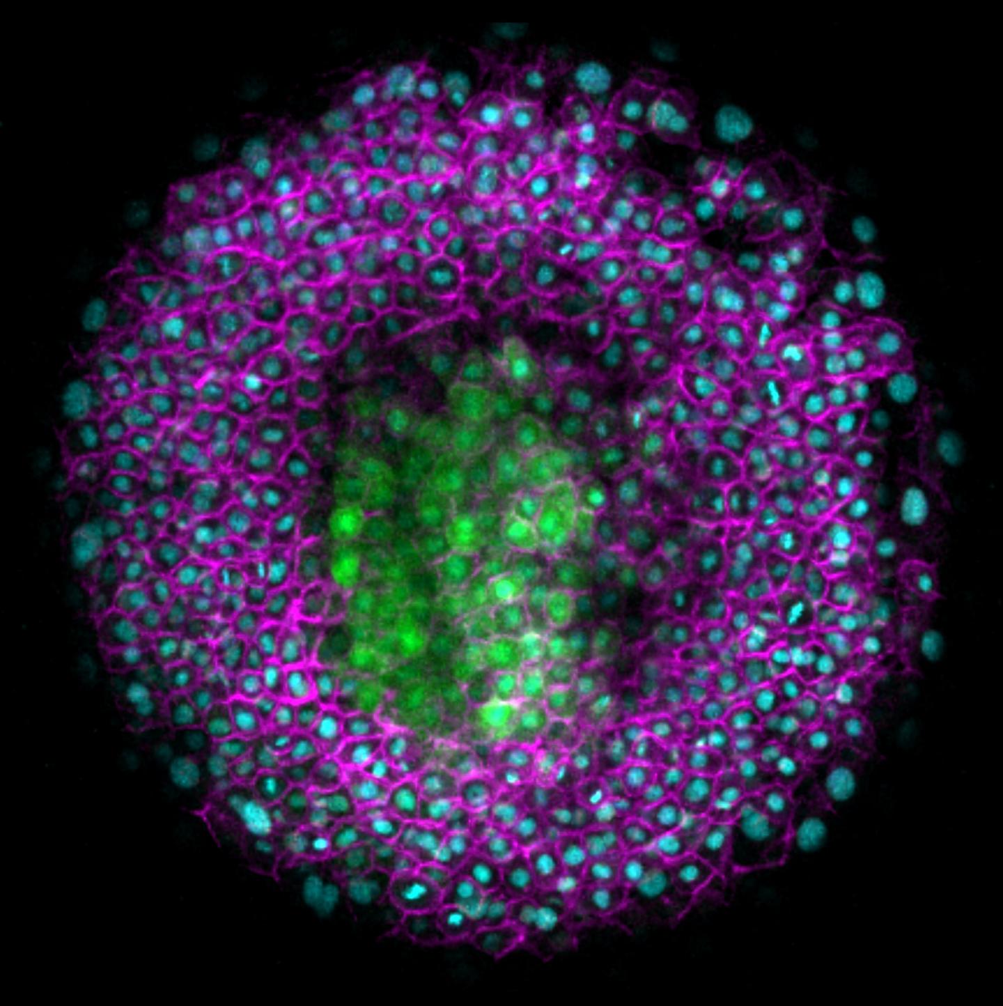 Dorsal Section Through a Zebrafish Embryo during Gastrulation
