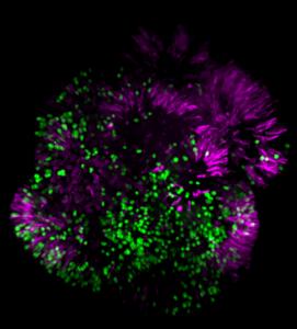 Stem Cell Reports Named Official Journal of 2026 BaCell 3D Conference