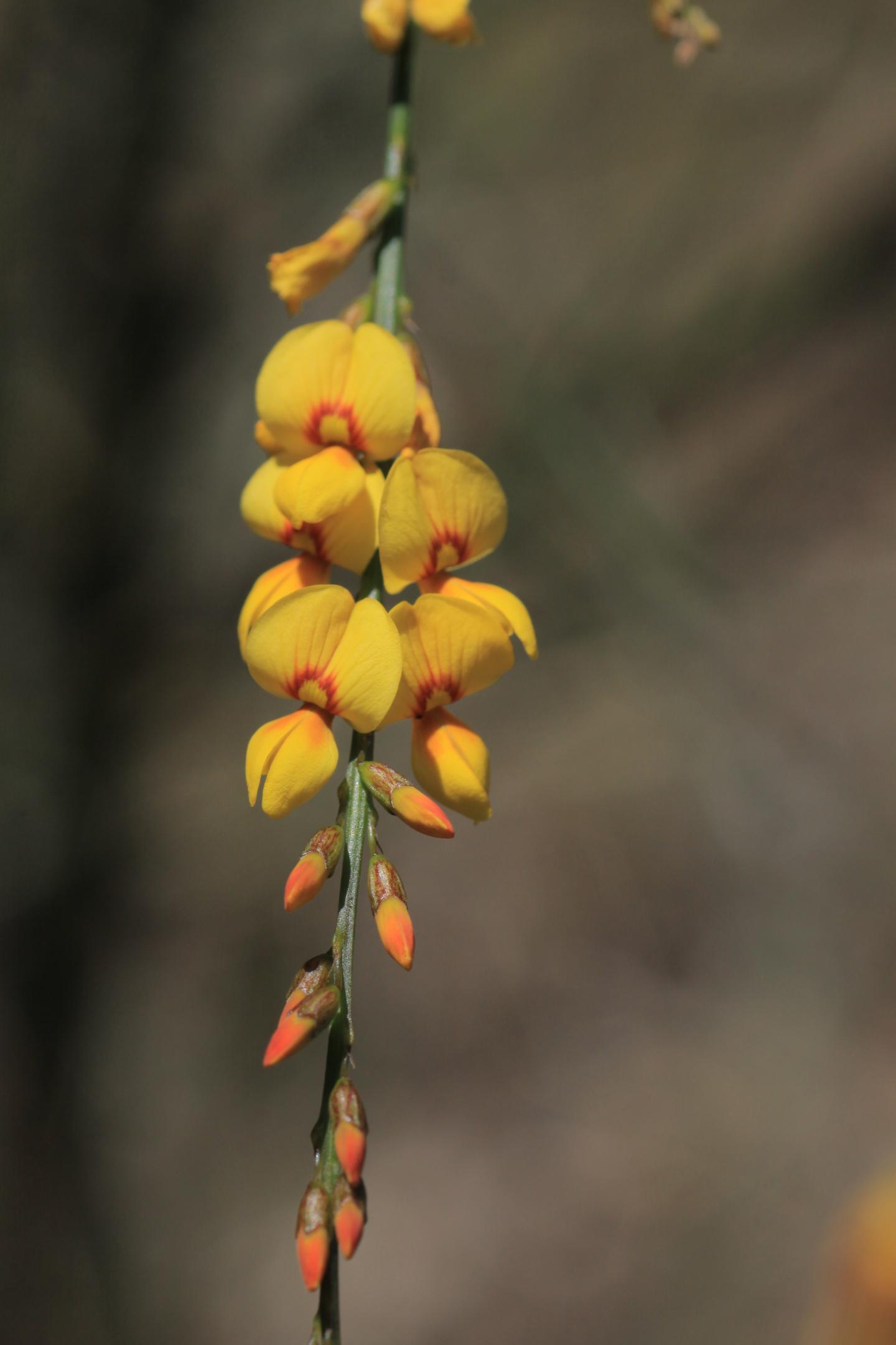 How Soil Bacteria and Fungi Drive Plant Diversity (7 of 12)