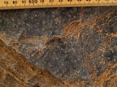 A More Ancient Origin of Animal-Built Reefs (4 of 7)