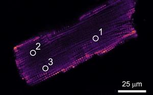 A rat's heart muscle cell Karimi/Science Advances