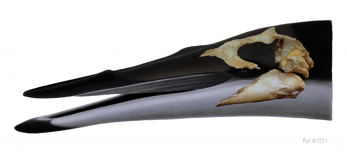 Ancient New Zealand 'Dawn Whale'