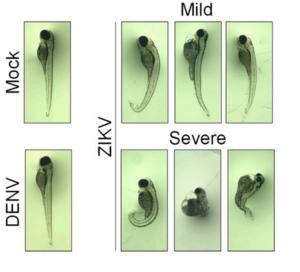 Embryons de poisson-zèbre infectés par le virus Zika (ZIKV)