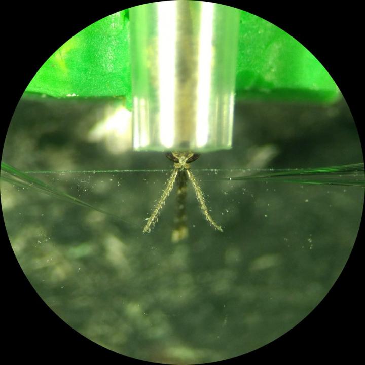 Anopheles Mosquito