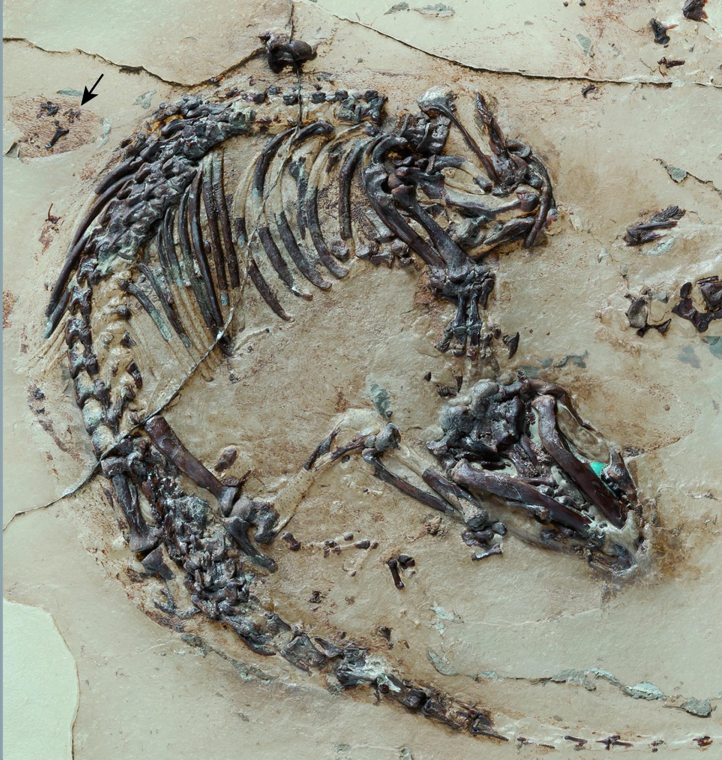 Skeleton of <i>Spinolestes</i>