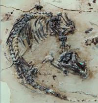 Skeleton of <i>Spinolestes</i>