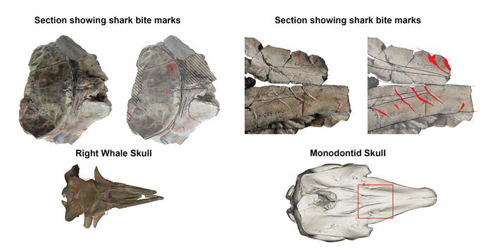 Images of the two fossil whale skulls with bite marks