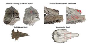 Images of the two fossil whale skulls with bite marks
