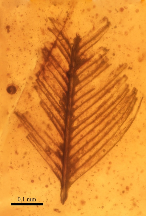 Pluma de dinosaurio