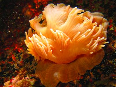 Sea Anemone
