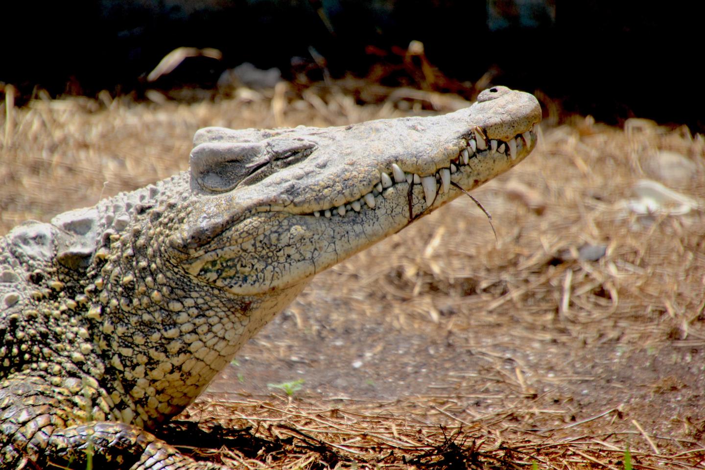 Cuban Crocodile