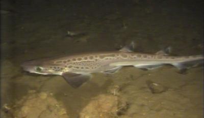 Shark