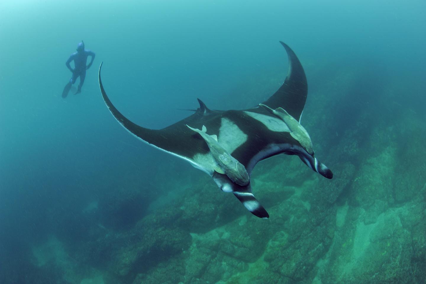 Oceanic Manta Ray (1 of 2)