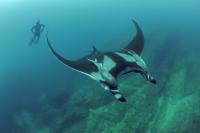 Oceanic Manta Ray (1 of 2)
