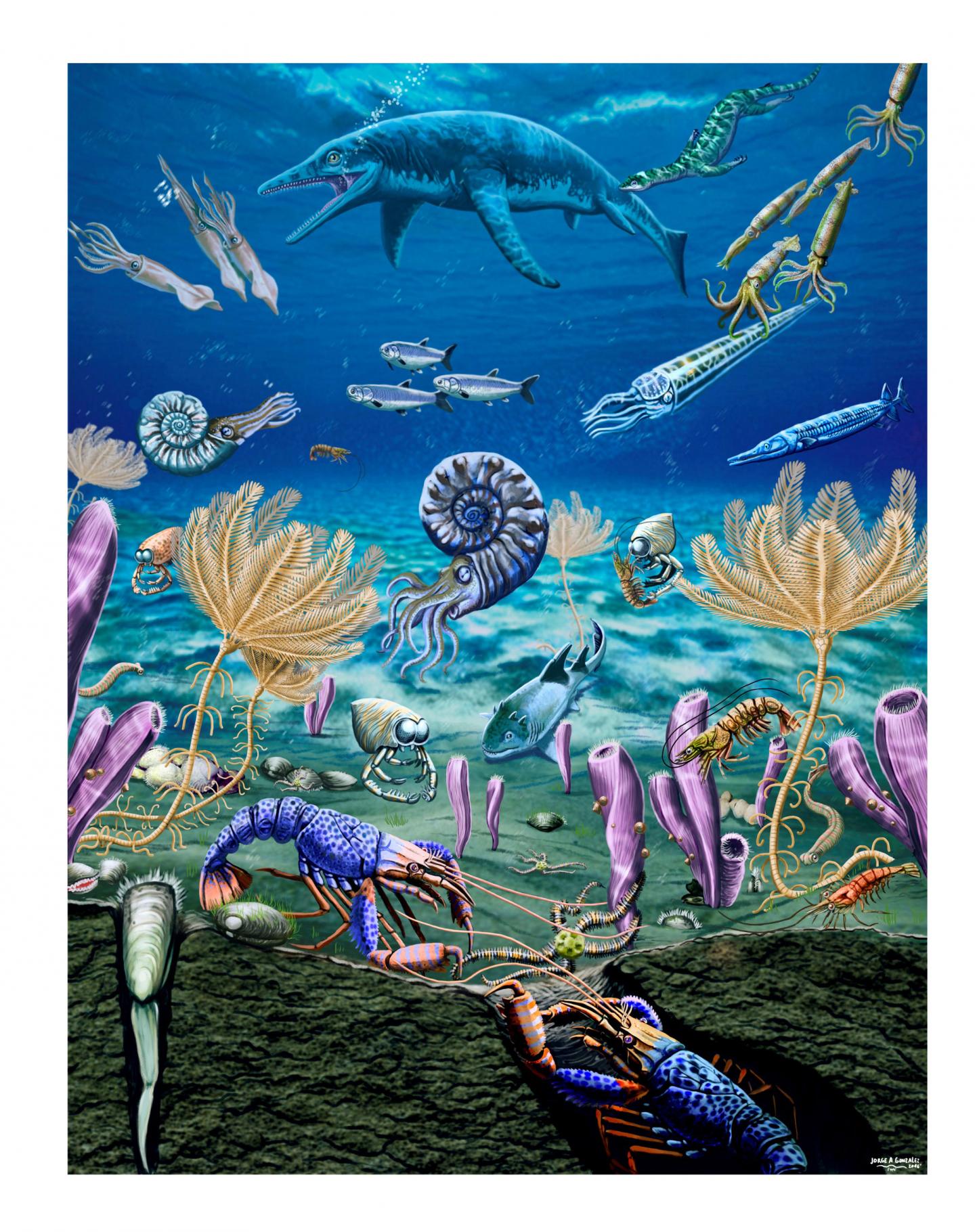 Fossils Show Unexpected Diversity of Marine Organisms Following the 'Great Dying' (1 of 5)