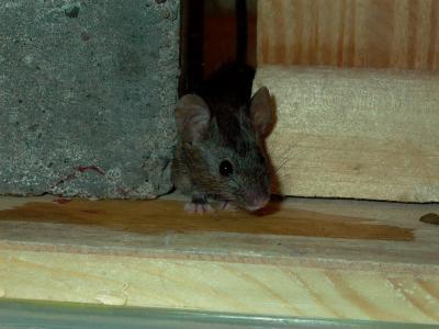 Mouse