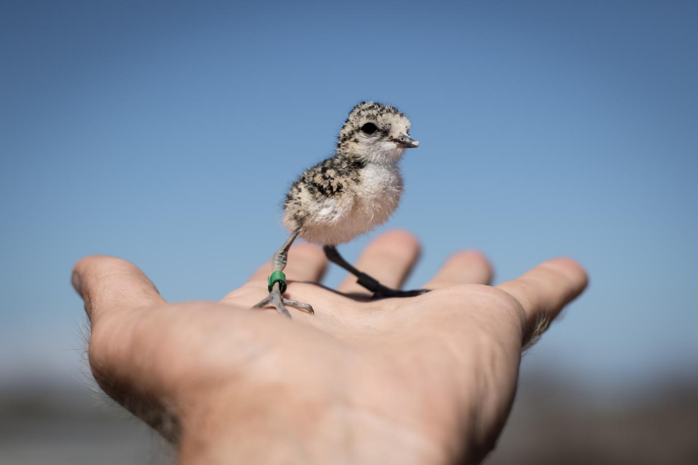Plover
