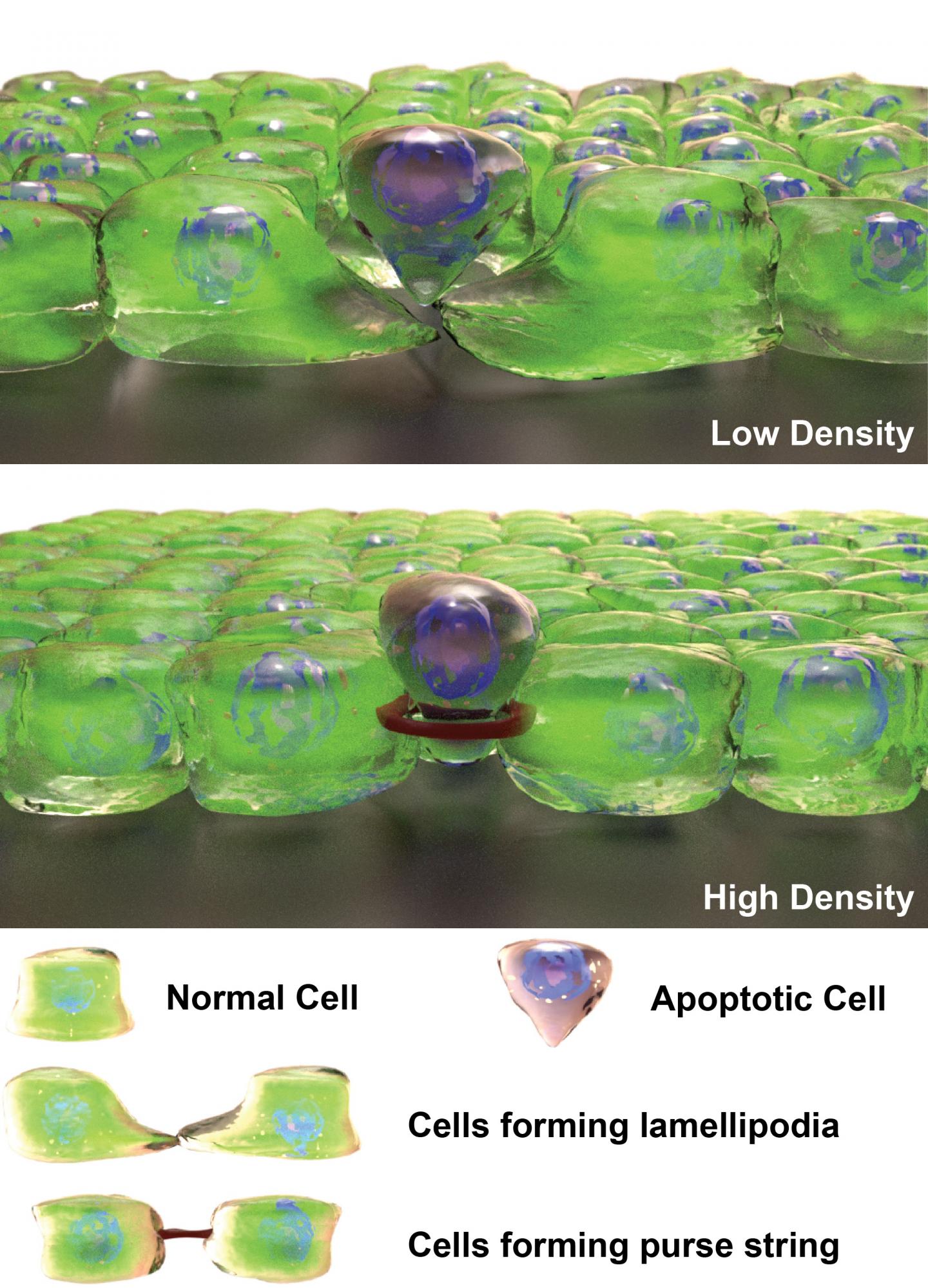 Cell Extrusion Mechanisms