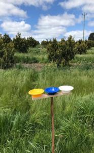 Pan traps, coloured bowls filled with soapy water, set up within avocado orchards to capture flying insects and the pollen they carry.