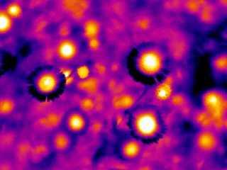 Floral Heat Patterns from Daisies