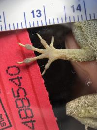 <i>Anolis Scriptus</i>