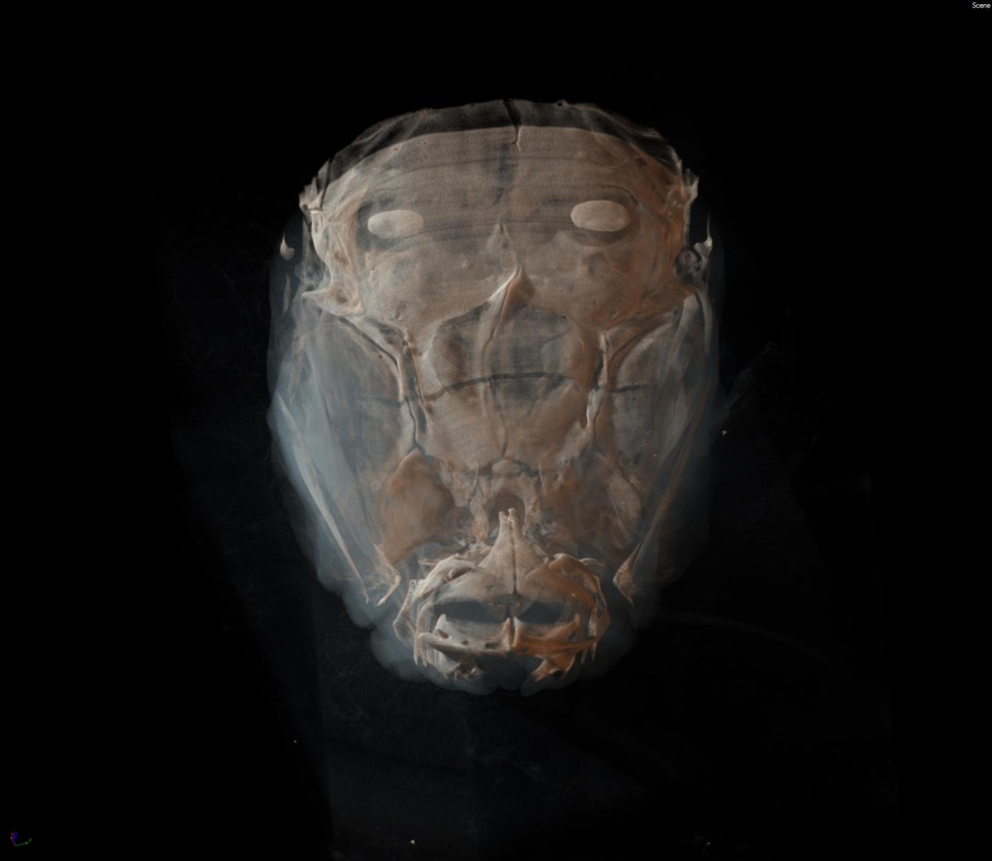 Zebrafish Head
