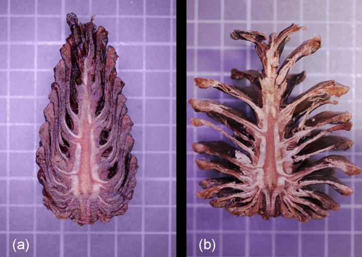 Pine or Fir Cones Close Their Scales