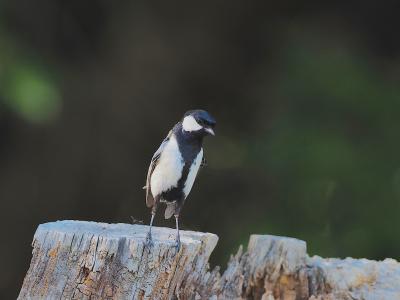 Japanese Tit
