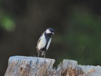 Japanese Tit