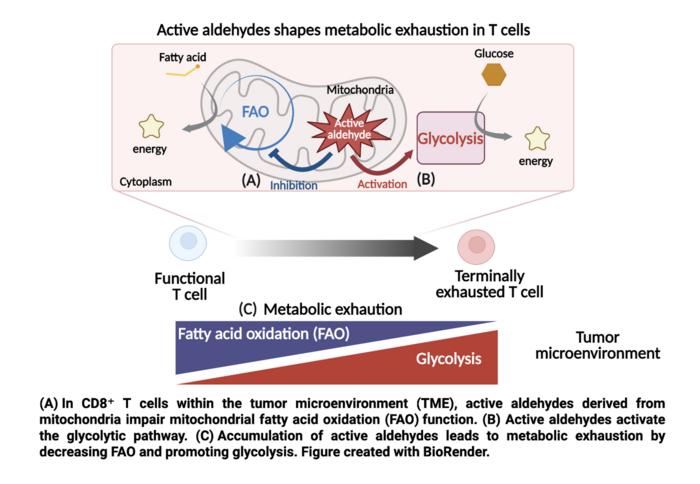 Why do T cells attacking tumors become fatigued?