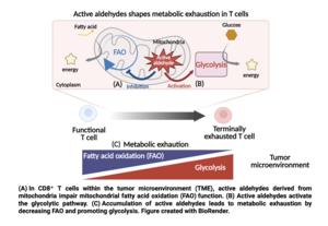 Why do T cells attacking tumors become fatigued?