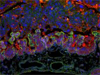 Cells of a Healthy Mouse Placenta