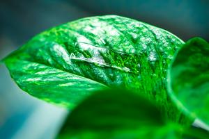 adhesive gel for plants - 2