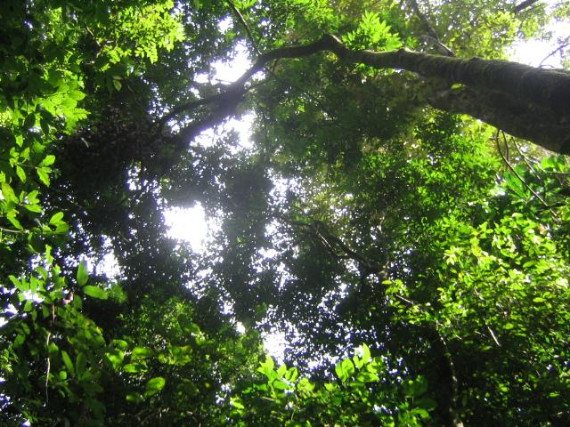 Tropical Forest