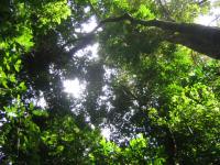 Tropical Forest