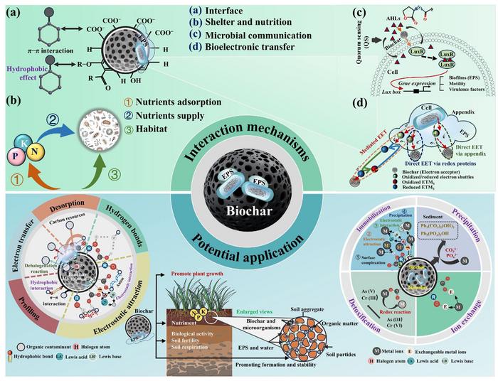 Interactions between microbial extracellular polymeric substances and biochar, and their potential applications: a review