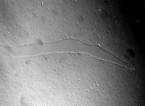 Low magnification (10X) shows healing of a large wound. Collective cell migration allows marginal cell lamellipodia to meet across the wound gap, followed by an actomyosin cable contraction. Images were captured every 11 seconds. Image credit: Jocelyn Mal